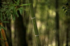 竹林