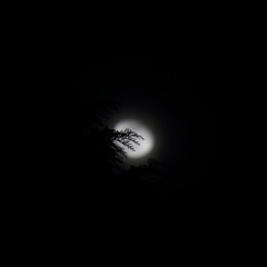 木の枝に隠れた月