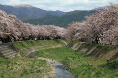 横河川の桜並木