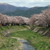 横河川の桜並木