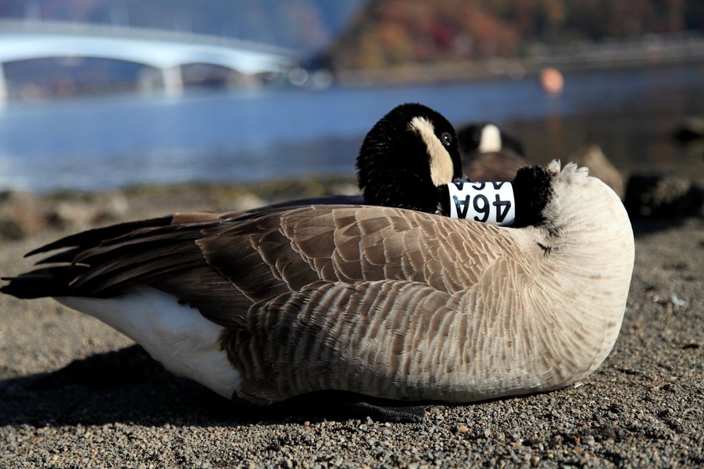 河口湖のカナダガン