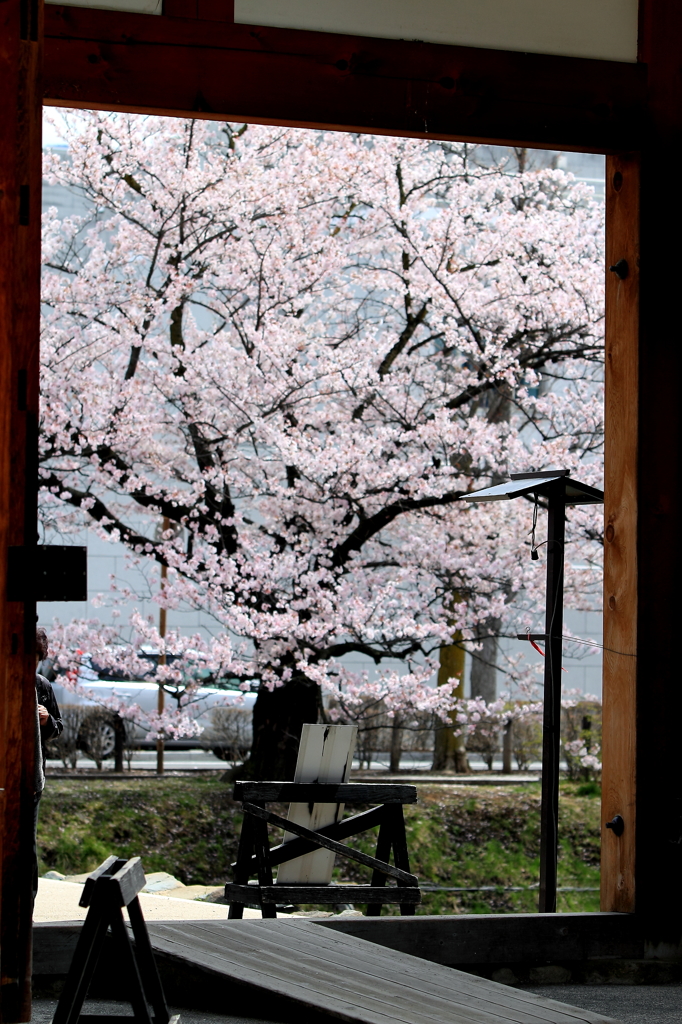 太鼓門(二の門)を枡形内から見る桜