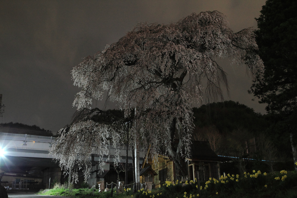 船魂神社の桜
