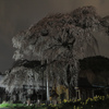 船魂神社の桜