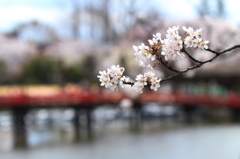 桜と埋の橋