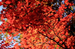紅葉