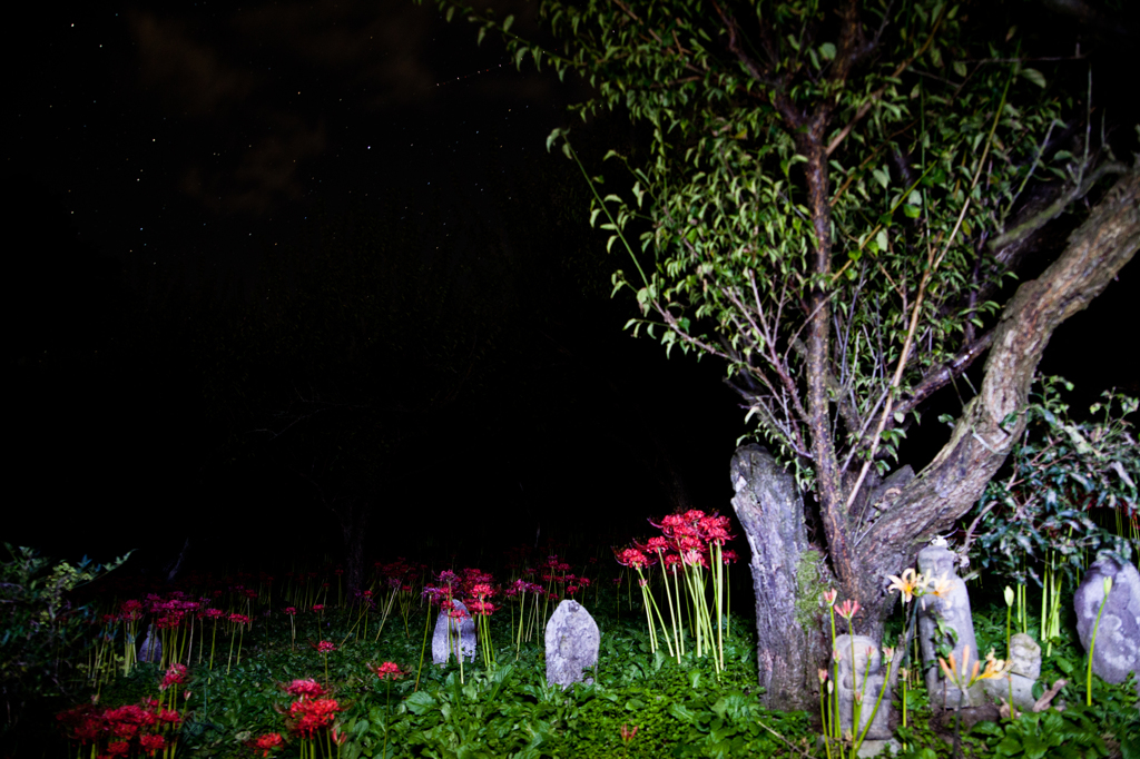 夜の嶺岳寺　彼岸花