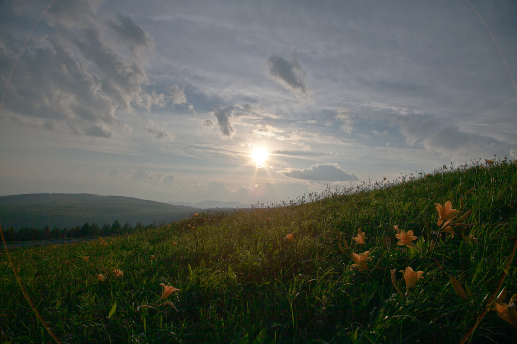 夕日で照るニッコウキスゲの丘