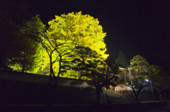 佛法紹隆寺　イチョウの樹