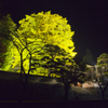 佛法紹隆寺　イチョウの樹