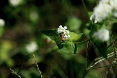 そばの花と蜂