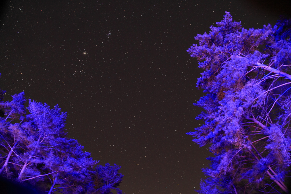 蒼く染まった樹々と星空