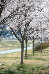 桜並木