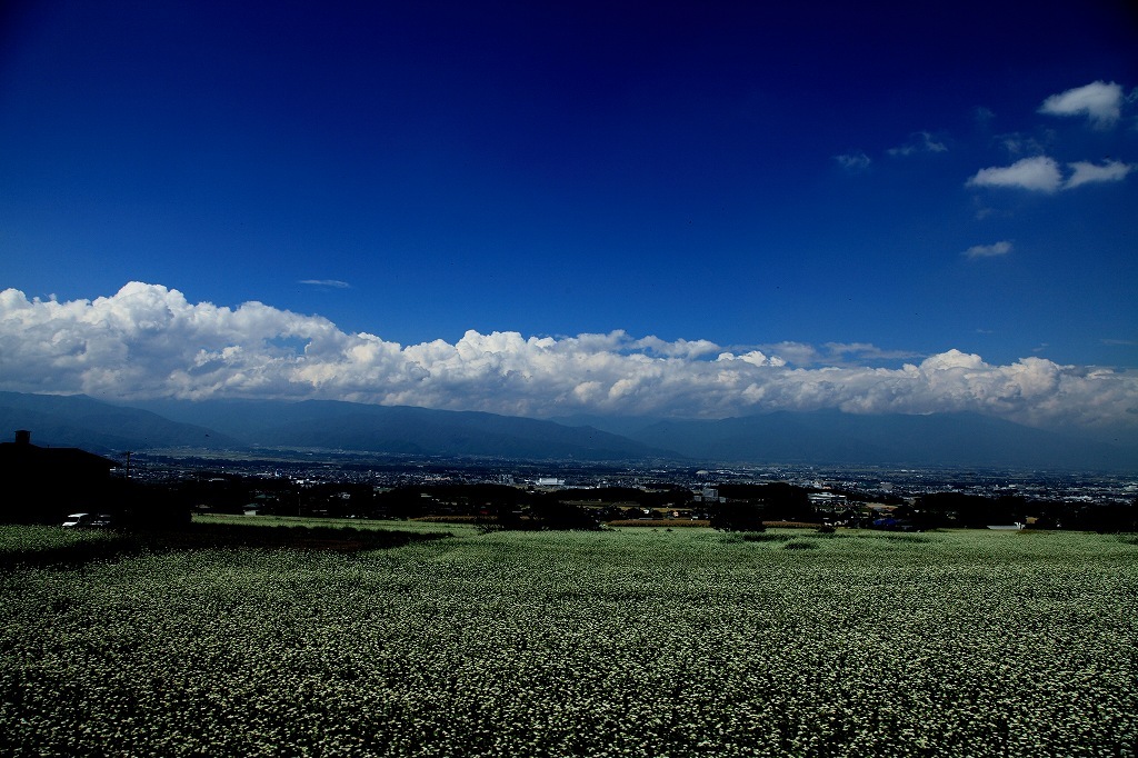 青空とそば畑