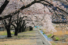 川沿いに咲く桜並木