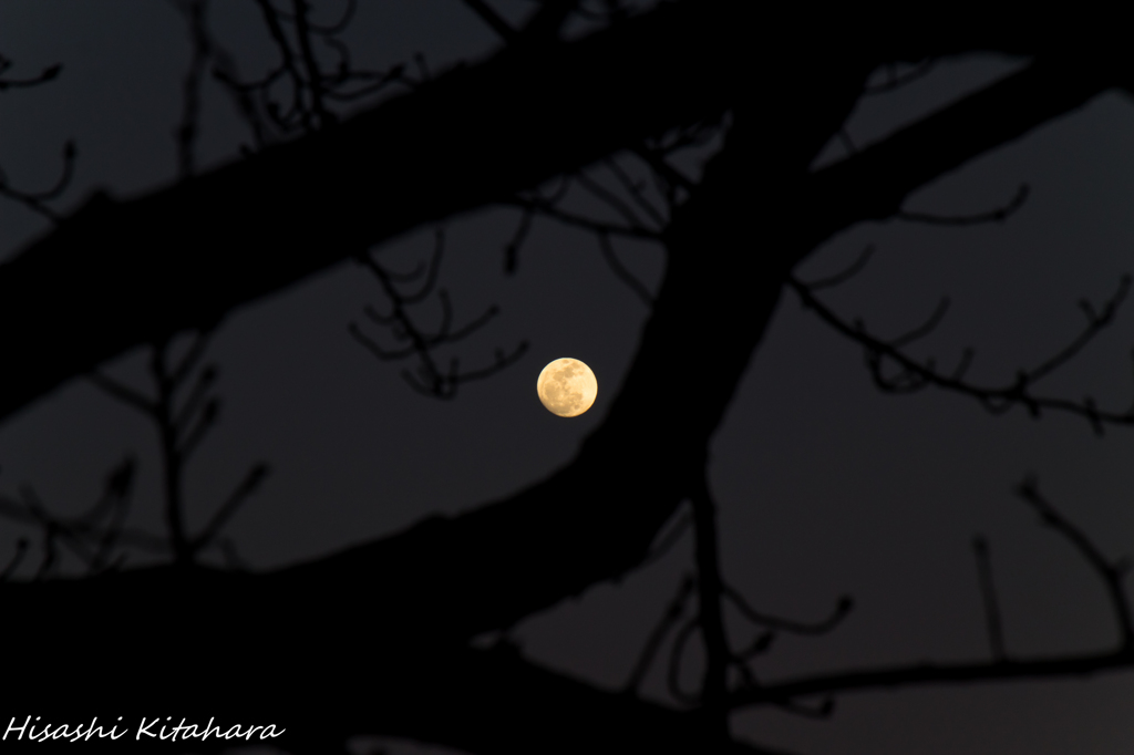 木の合間から月を撮る
