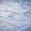 雪の中から顔を出す