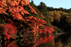 紅葉