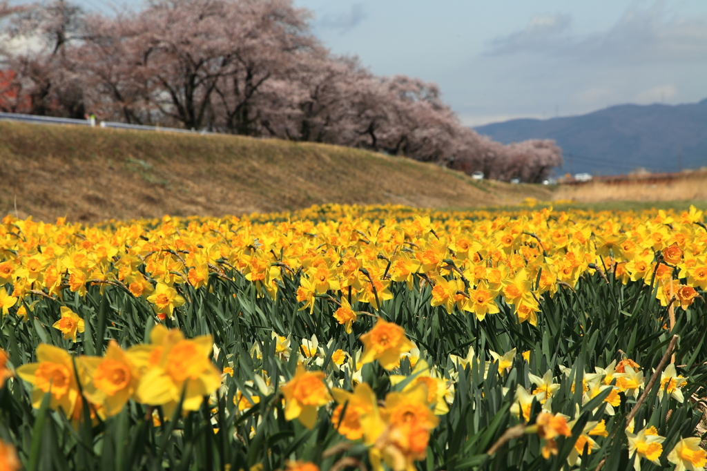 上川左岸河川敷のスイセンと桜