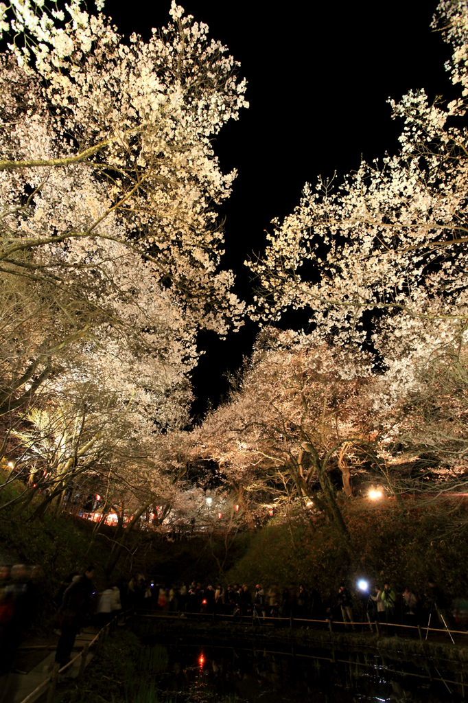 反対側の夜桜ライトアップ