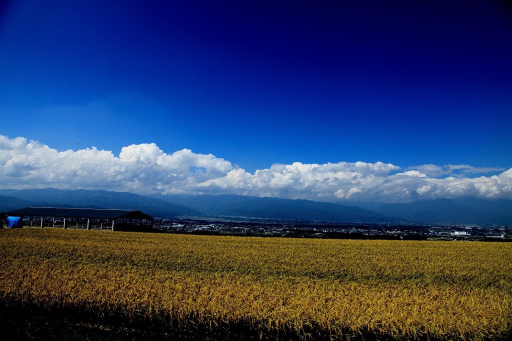 青空と田んぼ