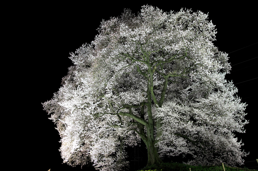 わに塚の桜　ライトアップ