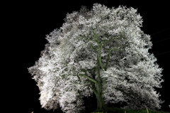 わに塚の桜　ライトアップ