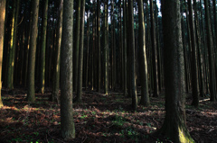 林