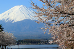 富士山と桜