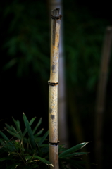 竹林