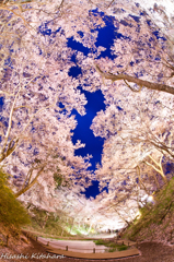 頭上の高遠コヒガン桜①
