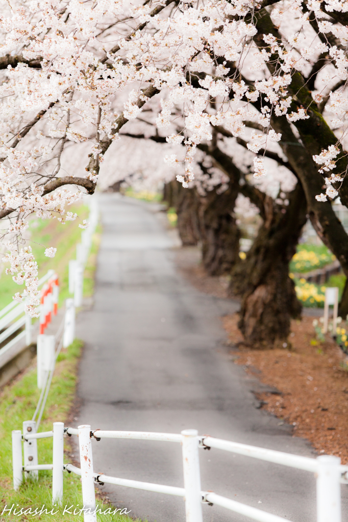 桜道