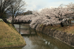 桟橋と桜