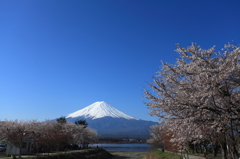 富士山と桜