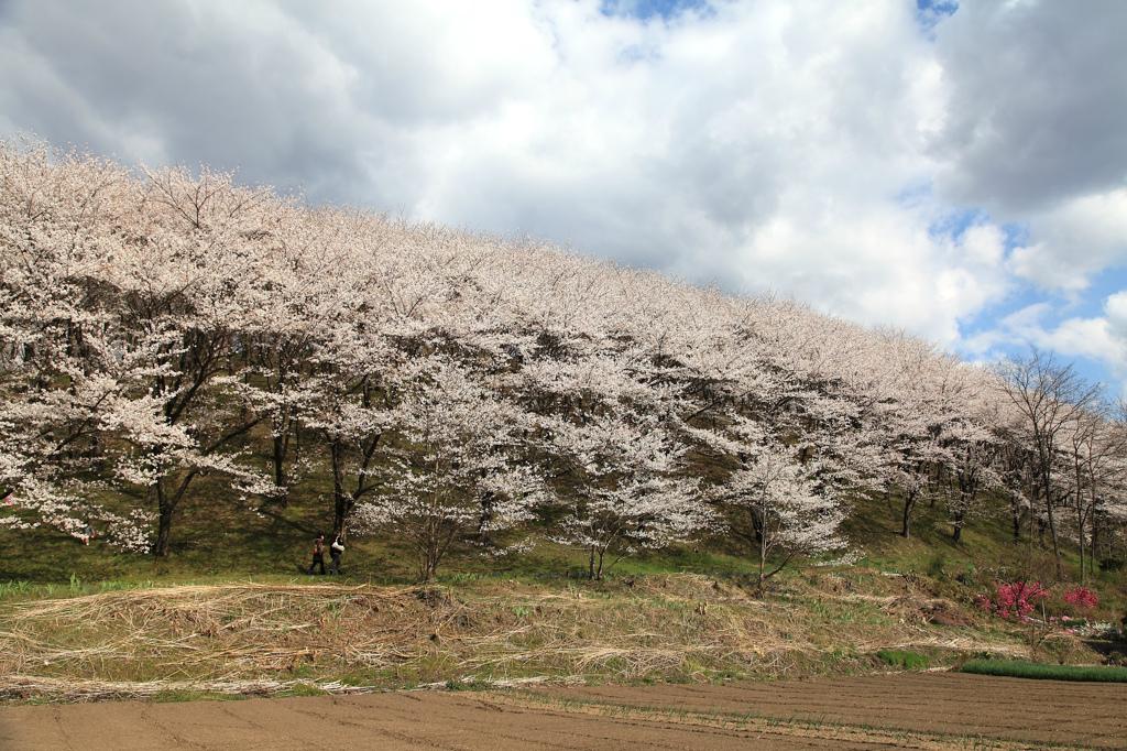 弘法山古墳の桜