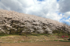 弘法山古墳の桜