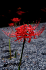 嶺岳寺の彼岸花