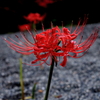 嶺岳寺の彼岸花