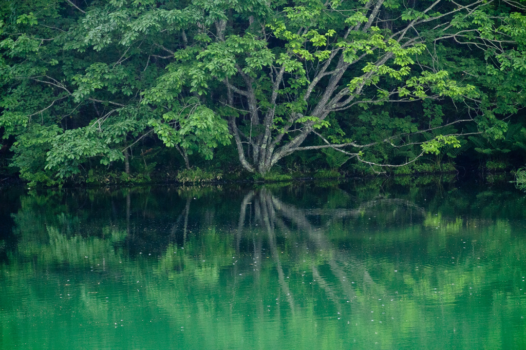 樹木