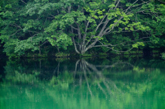 樹木