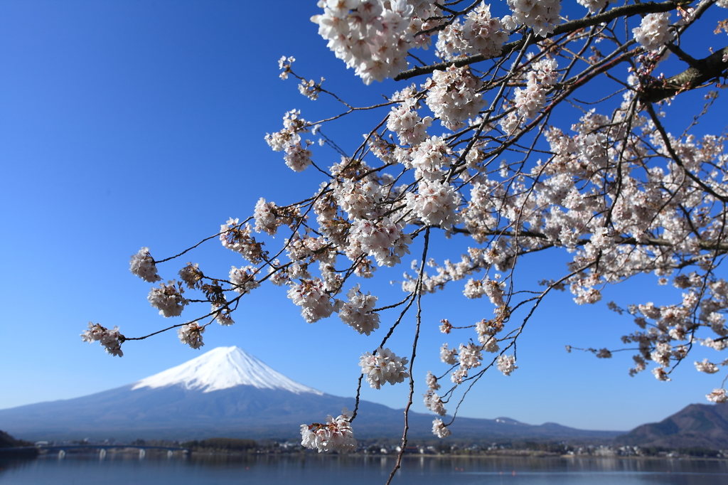 富士山と桜