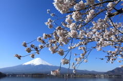 富士山と桜