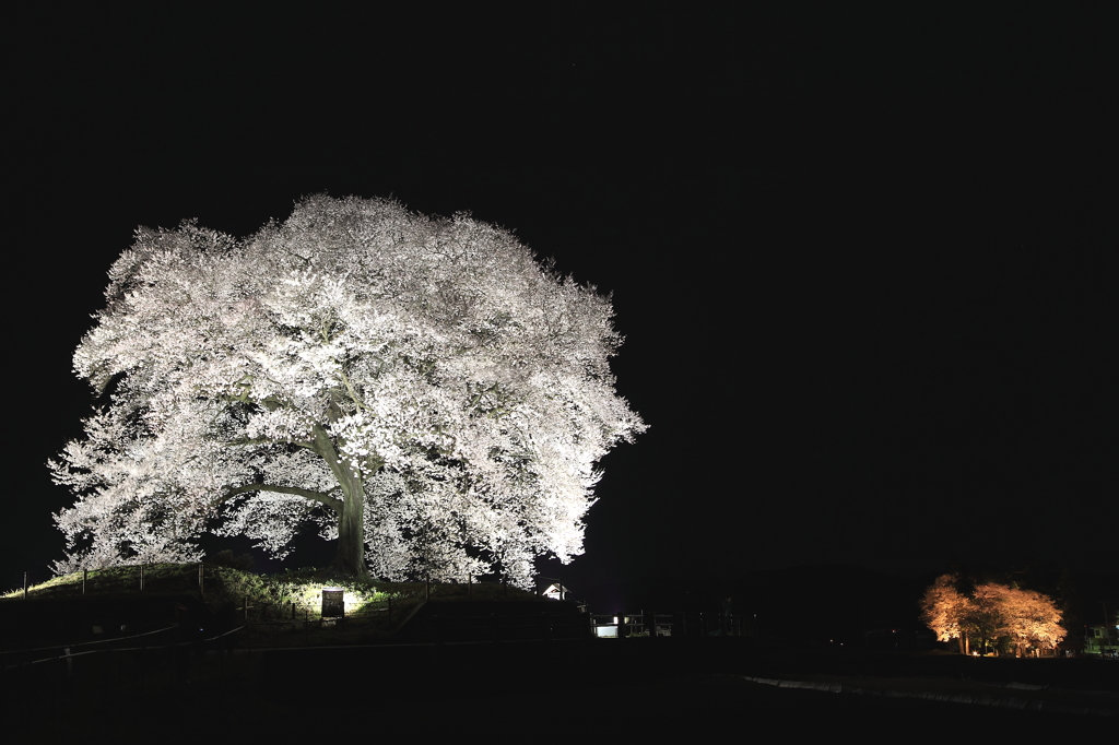 わに塚の桜と広神社　ライトアップ