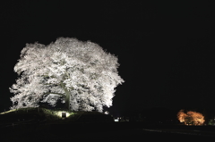 わに塚の桜と広神社　ライトアップ