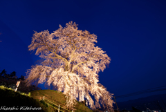 麻績の里 石塚桜　ライトアップ②
