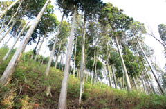 木々