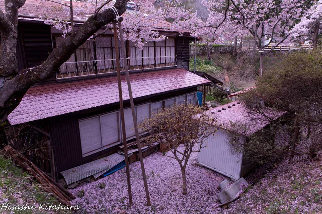 花びら積もる