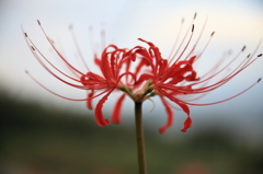 嶺岳寺の彼岸花