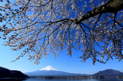 富士山と桜