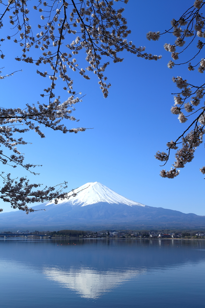 富士山と桜